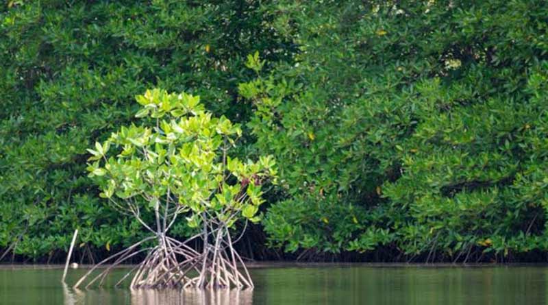 Mangrove forest saves Sundarban area from huge effect of Bulbul