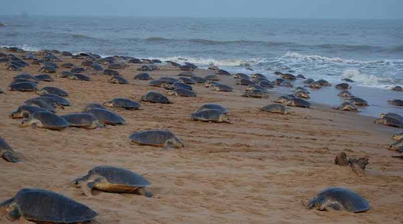 Coastal areas of Chennai become vacant and olive turtles are loosing homes