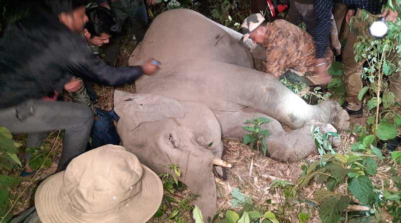 দুর্ঘটনায় পা ভাঙল শাবকের, প্রতিশোধ নিতে গাড়ি ভাঙচুর ক্ষিপ্ত মা হাতির