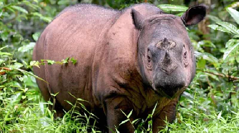 Last Sumatran rhino in Malaysia died from cancer,extincts