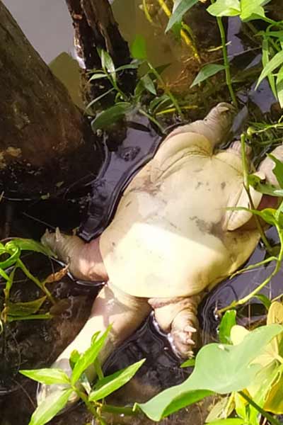 turtle-death