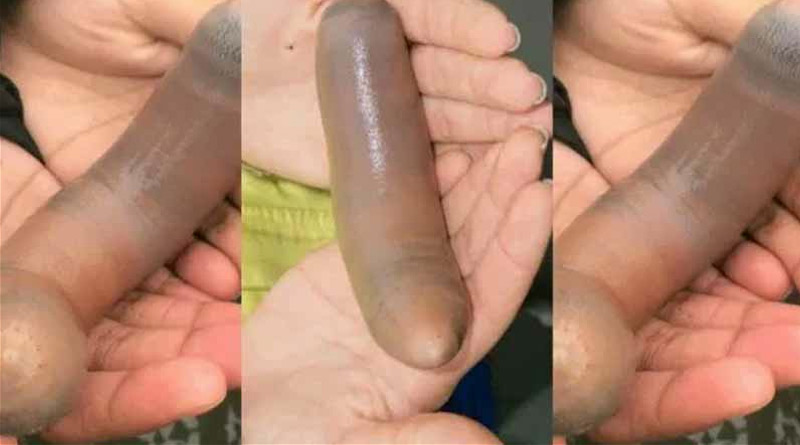 penis fish