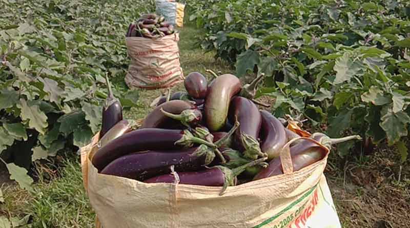 Due to weather brinjal cultivation damaged in Malbazar