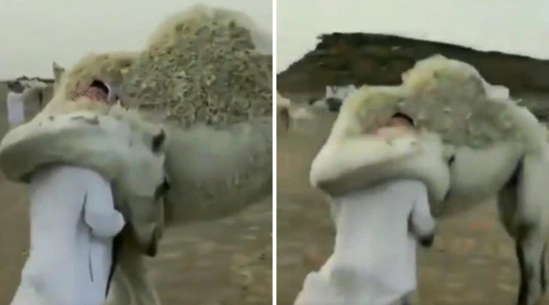 A camel hugging a human is melting hearts all over the internet