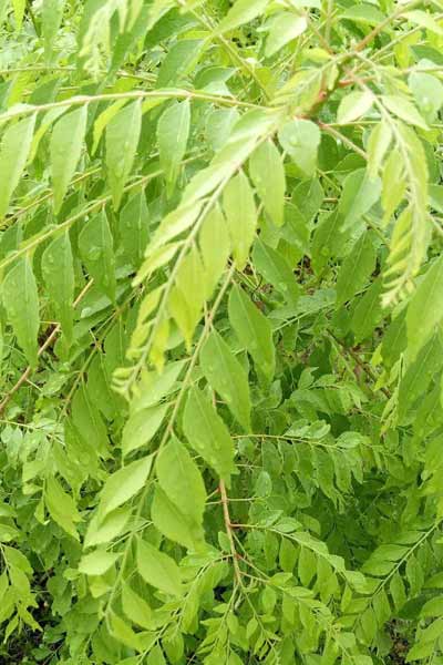 Curry-Leaves 