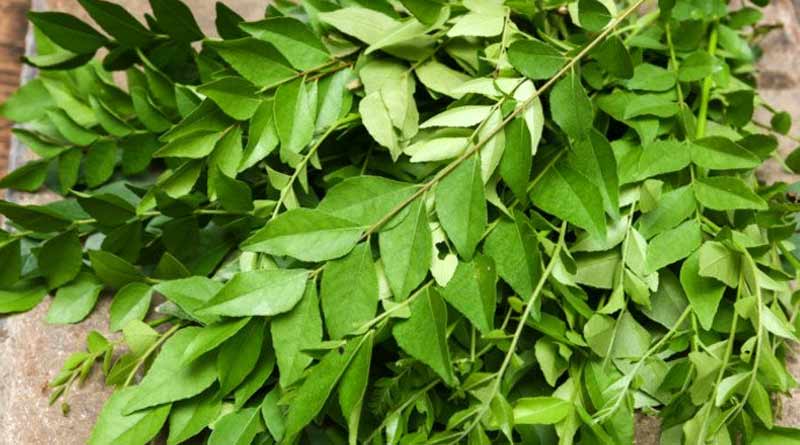 Farmers cultivates curry leaves to earn more money