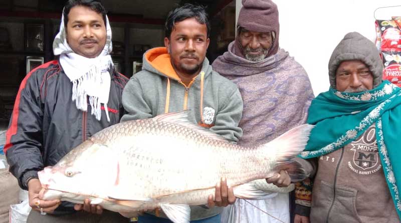মৎস্যজীবীর জালে ২৫ কেজির  কাতলা, পেল্লায় মাছ দেখতে ভিড় স্থানীয়দের