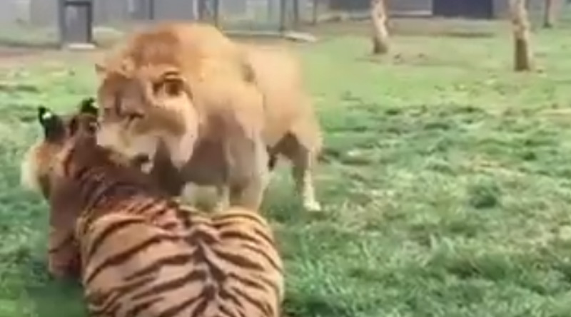 Lion gets into a fight with tiger in viral video. Guess who won