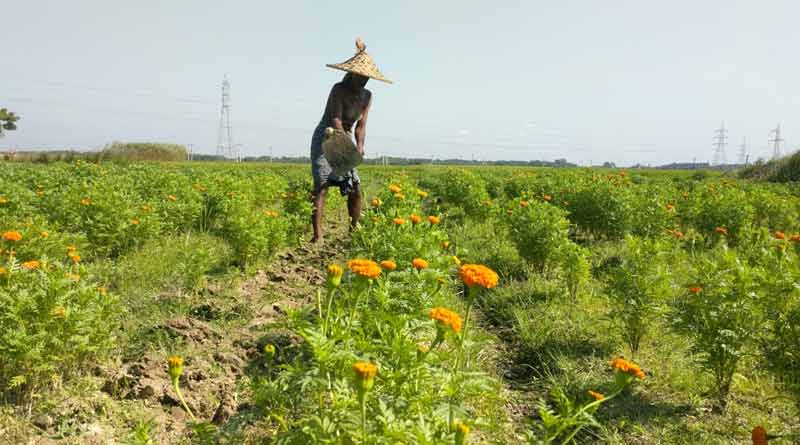 To earn more money many farmers cultivates marigold in South Dinajpur