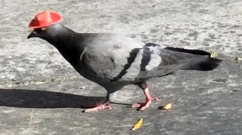 'spy' pigeon from Pakistan captured in Jammu and Kashmir