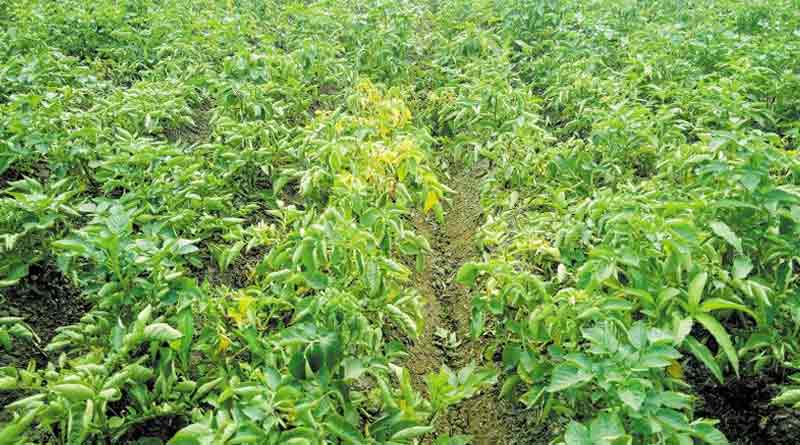 Potato cultivation damaged due to fog in Cooch Behar