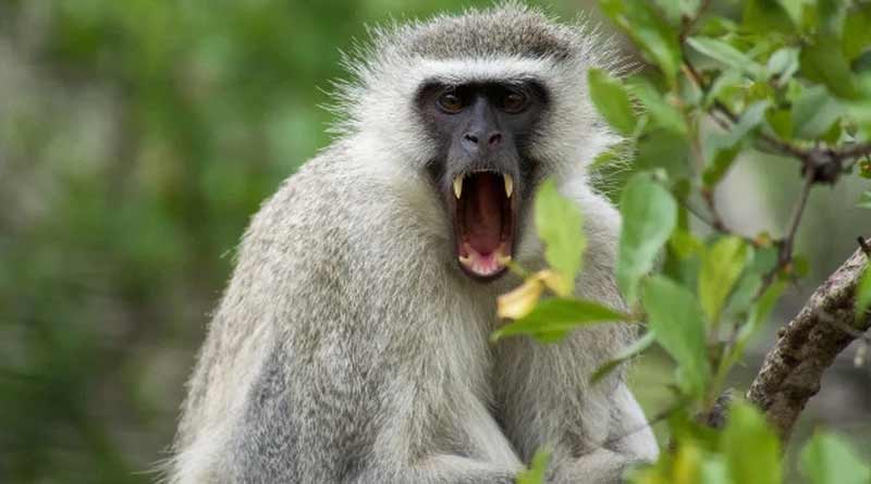 Monkey bites off boy's ear in Bankura, victim rushes to hospital