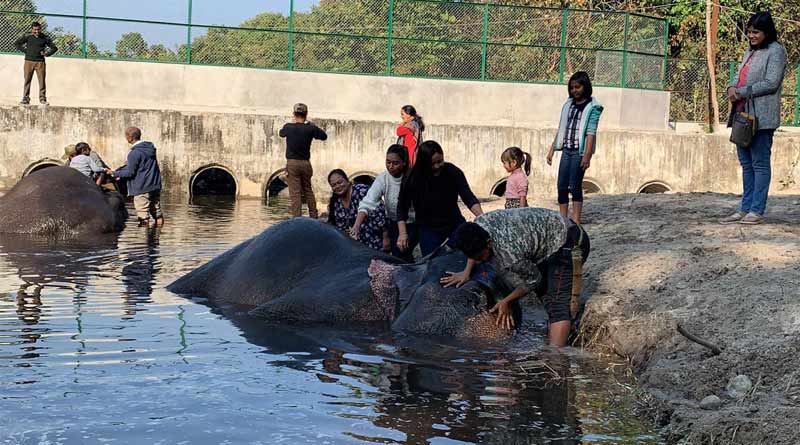 Tourists can now bath with jumbos in Bengal safari Park