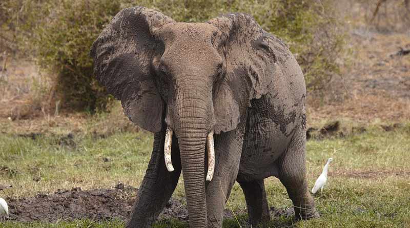 At Salboni man died while he tried to stop an Elephant.