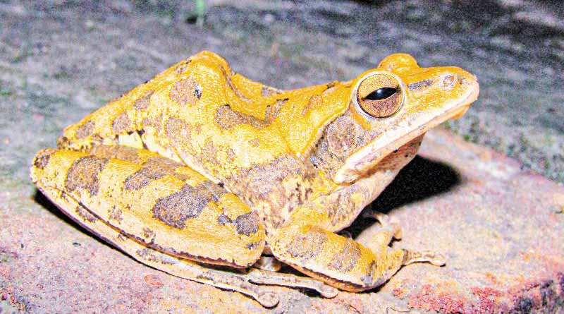 Bengal scientists found new species of frog, acclaimed globally