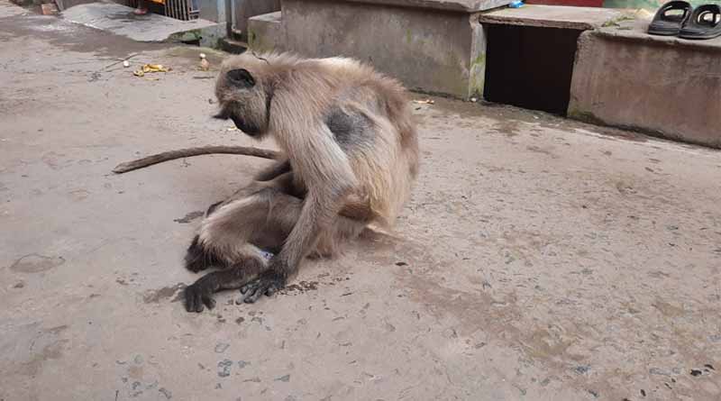 Due to cold, a monkey could not jump, fall on the the road, injured.