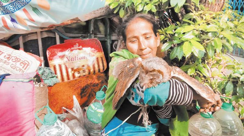 Kolkata woman takes owl as pet, sparks amusement