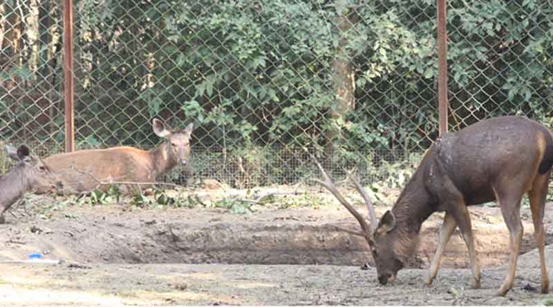 Three new sambhar deer came to mini zoo in Purulia.