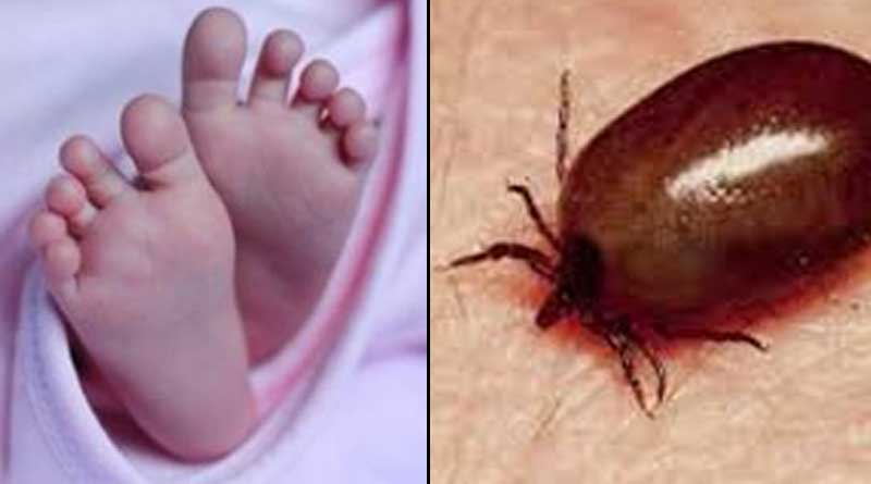 Deadly mite bites 8 year old girl, returns from coma after 72 hrs