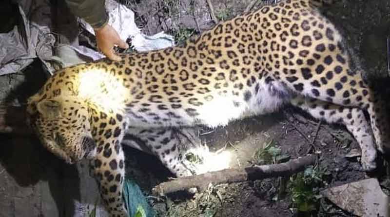 A leopard died while it was trying to cross border of tea estate in Alipurduar