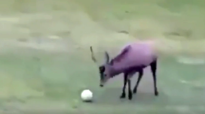 A video of a deer playing football is doing round on the internet