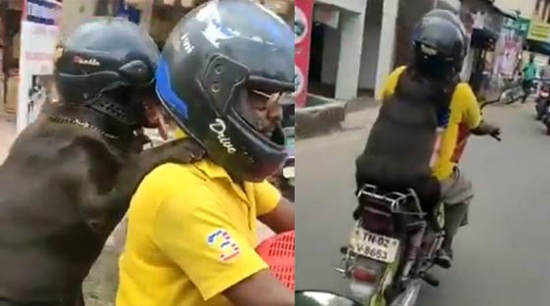 হেলমেট মাথায় বাইকে সওয়ার সারমেয়, ভাইরাল অবলা প্রাণীর কীর্তি