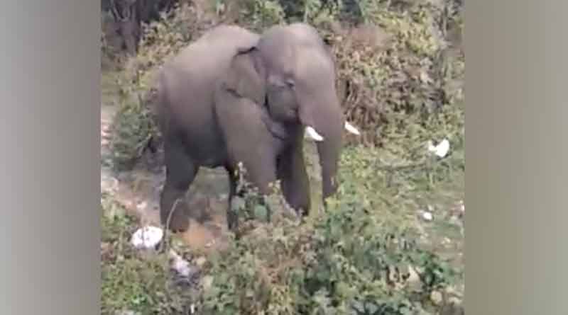 Elephant kills a woman at Asansol, spreads fear among the villagers