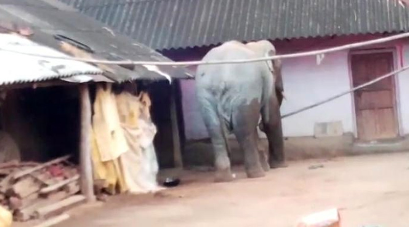 খাবারের খোঁজে গৃহস্থের উঠোনে হানা, চালের বস্তা লুট গজরাজের