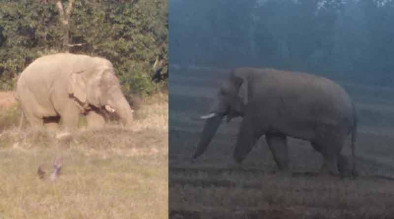 Elephant kills 2 in city area in Jhargram sparks fear