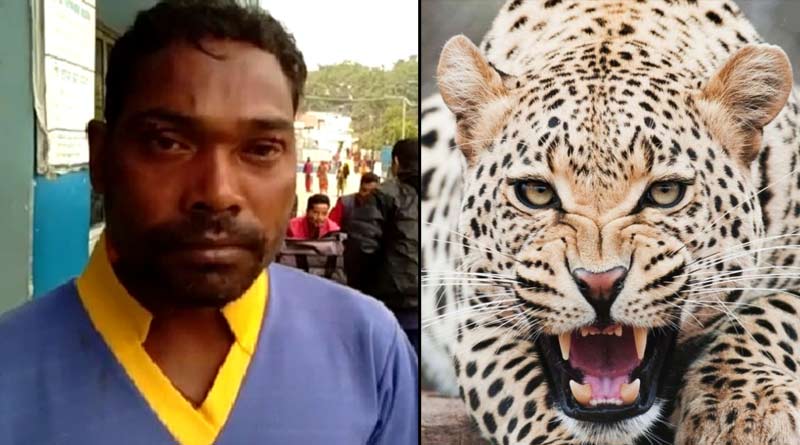 A tea garden worker attacked by leopard in Saili tea garden