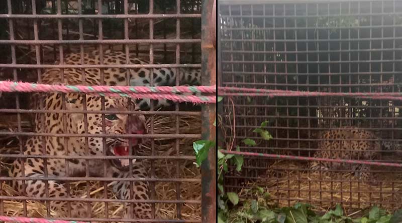 Leopard caged in Gargenda Tea Estate of Alipurduar