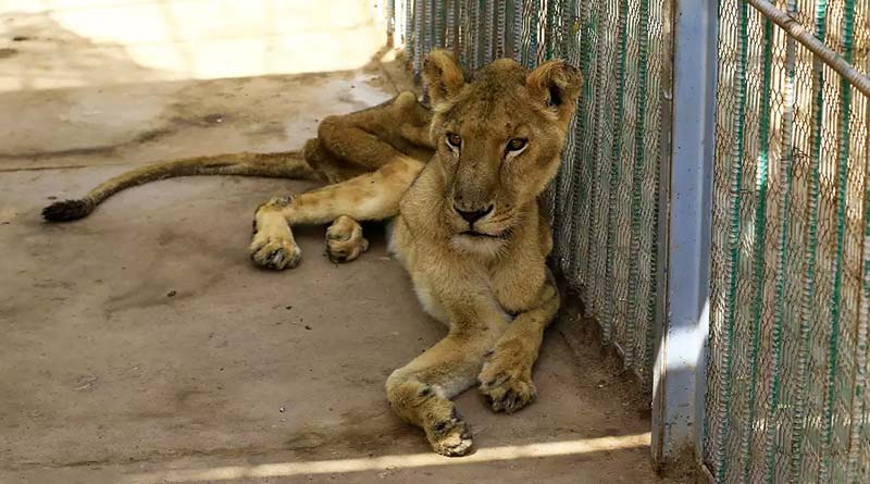 Five malnourished African lions at a park in Sudan's capital Khartoum