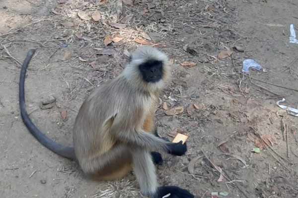 Monkey