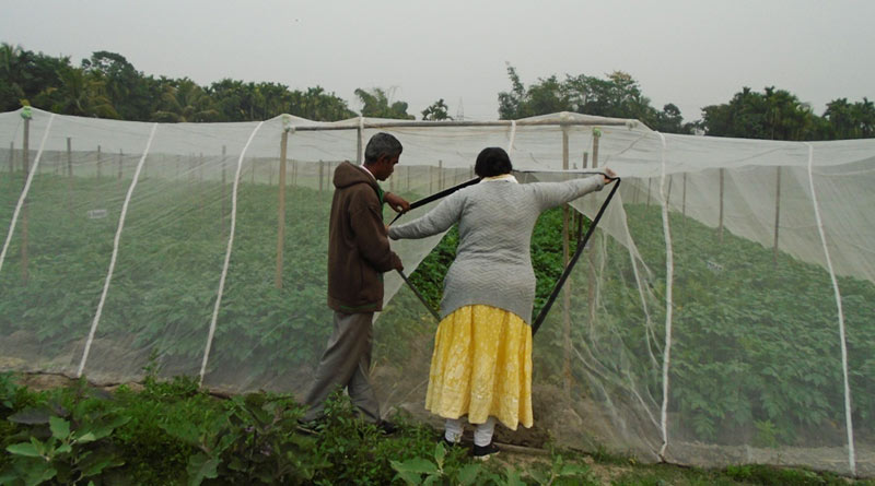 Siliguri: Farmer cultivates Potato seed inside mosquito net