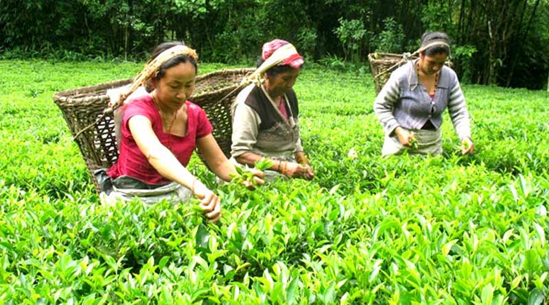 Now farmers can get to know the details of Tea cultivation through app