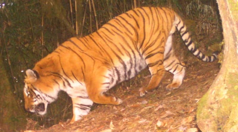 Royal Bengal Tiger again spotted in Jalpaiguri's Neora valley
