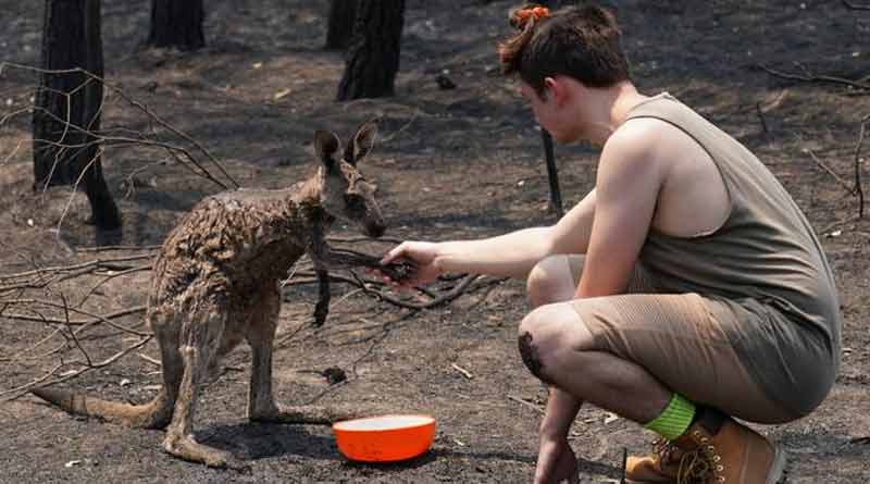 Effected animals in Australia seek for water to the local people