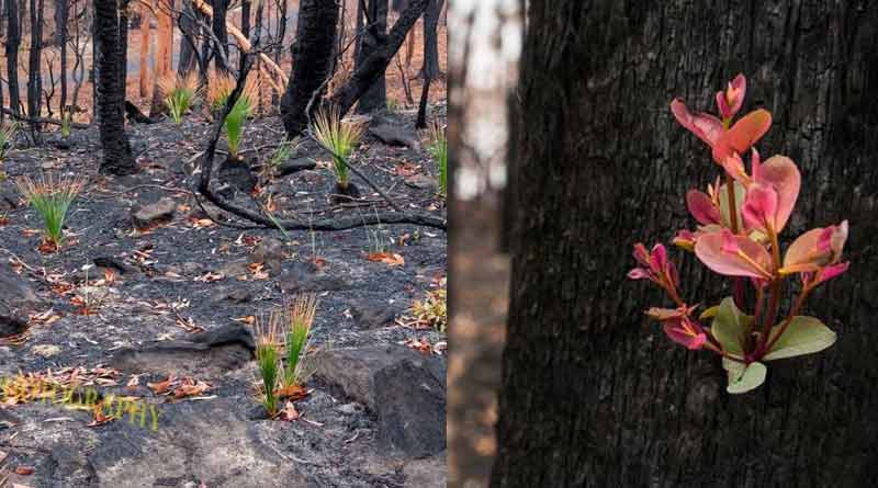 Australian bush coming back to life after devastating