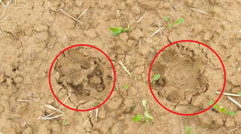 জমিতে অজানা জন্তুর পায়ের ছাপ, ফের বাঘের আতঙ্ক ঝাড়গ্রামে