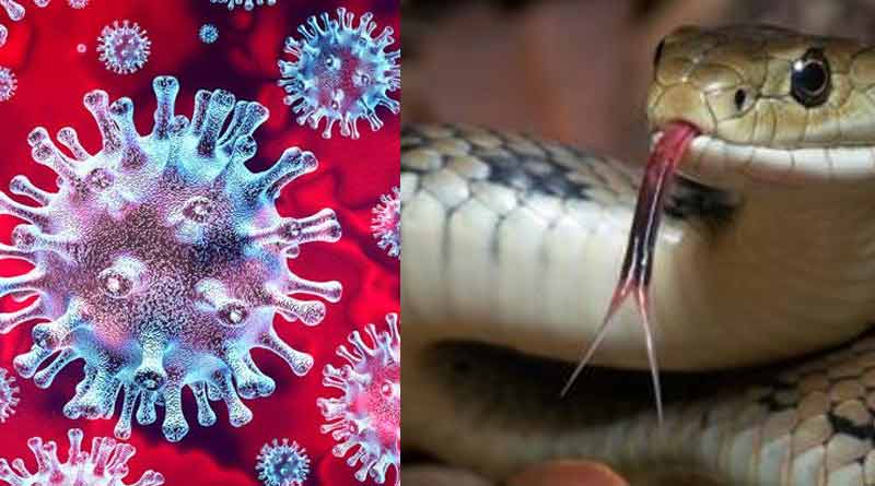 Snakes are the carrier of Corona Virus,experts say by test reports