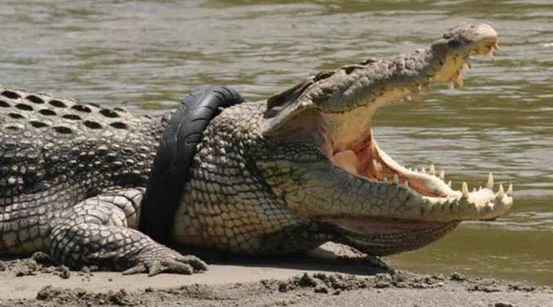 Indonesia govt. offers reward to make the crorcodile get relief from the tyre