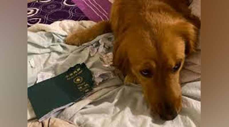 Dog stops owner's trip to Corona Virus-hit Wuhan by destroying passport