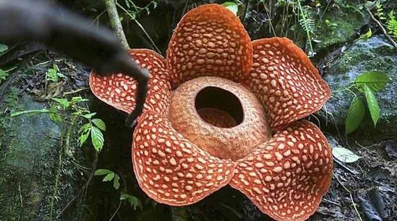 A special type of Rafflesia in Indonesia identified as the biggest flower