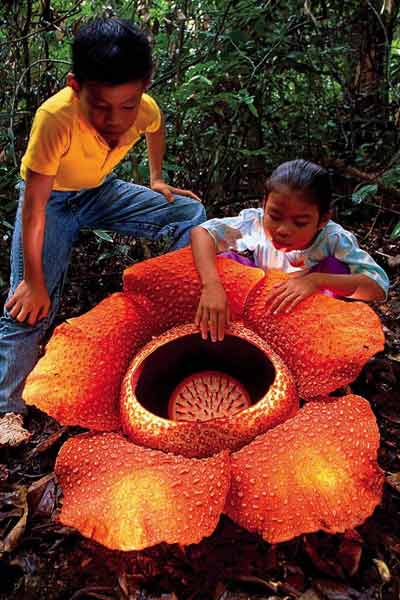 human-flesh-rafflesia1