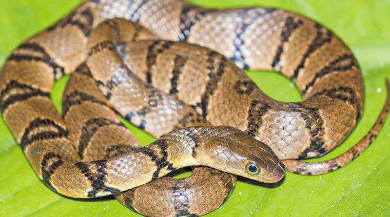 অরুণাচলের বাঘের ডেরায় চিনা ‘ওয়াটার স্নেক’, খুঁজে পেলেন বাঙালি গবেষক