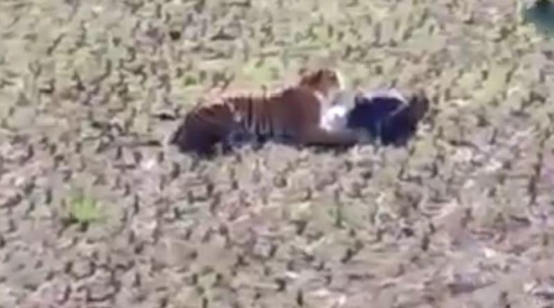Man plays dead to protect himself from tiger. Viral video from Maharashtra