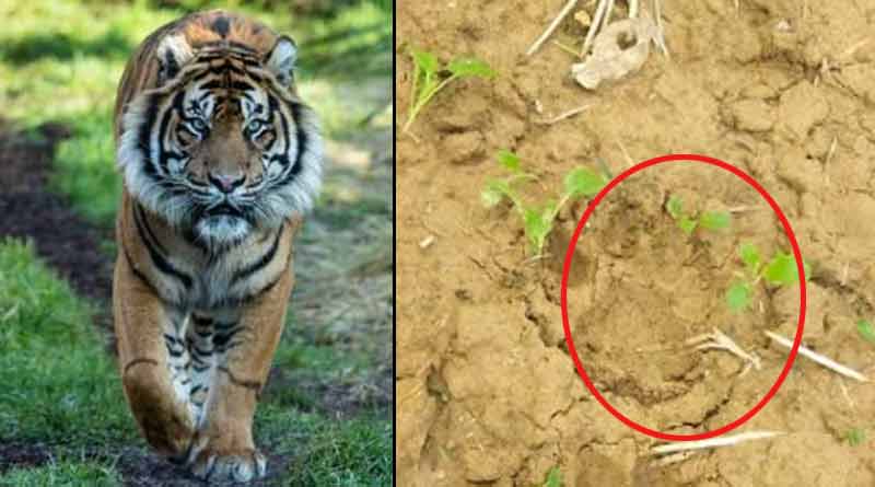 ঝাড়খণ্ডে পালিয়েছে ঝাড়গ্রামের সেই বাঘ, বনদপ্তরের কর্তার আশ্বাসে স্বস্তিতে বাসিন্দারা