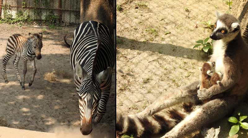 Good news, Alipore zoo gets a Zebra and a lemur baby