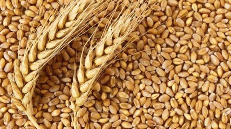 Grain gets yellow, Nadia's farmers are tensed in this situation