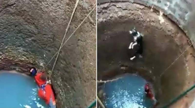 Mangaluru woman risks her life to rescue dog from well